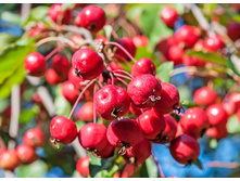 ������� �������-420�.jpg