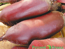 �ף��� ��������,(��) 5,50 ���. [���.13000030]