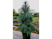 ����� schwerinii Wiethorst C15 80-100 CM -99,74 ��� 3��