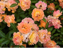 Bessy ����� 2,95 ����.jpg