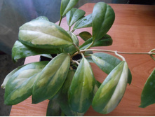 Incrassatta Variegata.