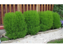 ����� ������ ������� ����������,(��) 6,50 ���.[���.3003145]