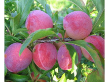 ����� ���������-410�.jpg