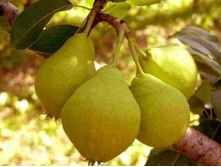 ����� ������� (�������)-210�.jpg