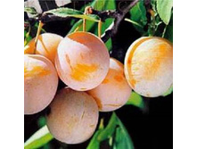 ����� ���������-420�.jpg