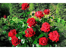 Ingrid Bergman ������ ������� 2,95 ����.jpg