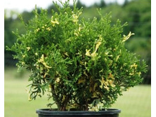 ��� Konfetti 20-25cm C2-11,78