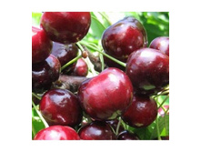 ������� �������� ��������-430�.jpg