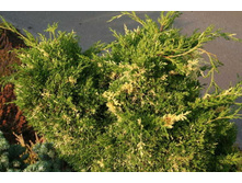 ������������ chin. Torulosa Variegata 40-50cm C7-28,90.jpg