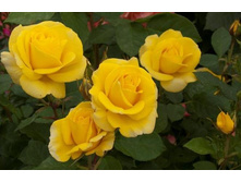 Carte d'Or ������ �’�� 2,95 ����.jpg