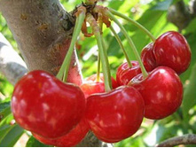 ����� ��������-410�.jpg