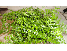 57e288a615728 dsc07783.JPG