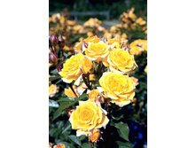 Mini Yelow ���� ���� 2,95 ����.jpg