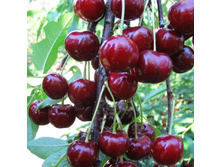 ������� ���������� (�������)-240�.jpg