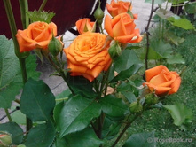 Babe 2.95 ����.jpg