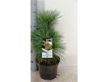 ����� schwerinii Wiethorst P23/C5 30-40 CM-29,02 ��� 5��