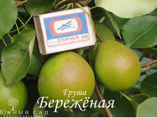 ����� ��������� (�������)-210�.jpg