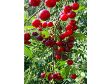 ����� �������-410�.jpg