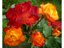 Samba 19.25 ����.jpg