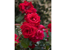 Fontaine ������� 3,20 ����.jpg