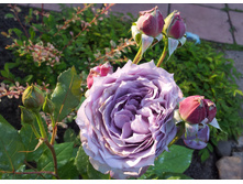 ���� ��������� AlexZ16