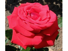 Helmut Kohl ������� ��� 2,95 ����.jpg