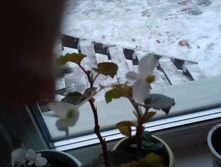 �������� �������