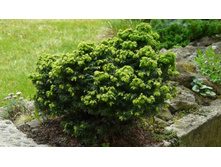 ����� Canadensis Minuta 10-15cm C1-18,96