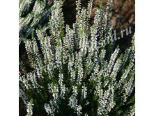 ������ ������������ ������.jpg