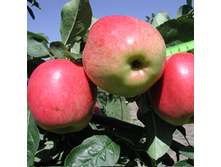 ������ �����-350�.jpg