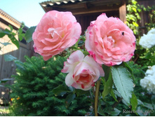 Rosenstadt Freising 19,25 ����.jpg