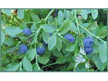 ������� �� �������/200��, 155 �