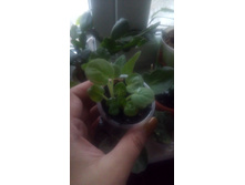 ����� ������� � ���������