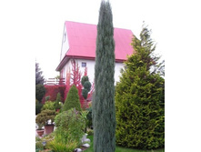 ������������ Blue Arrow 50-60cm Co-5-16,28