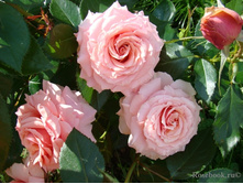 Poesie ������ 2,95 ����.jpg