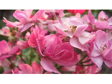 Yesterday ������� 2,95 ����.jpg