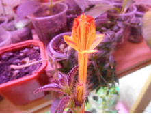 �������� Mary Jane Evans.