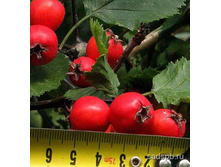 ��������� ��������+17�