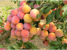 ����� ������������-420�.jpg