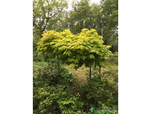 1290���. �̣� ������������ ������ ����.jpg