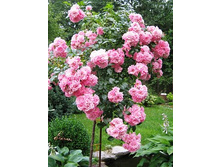 The Fairy 19,25 ����.jpg