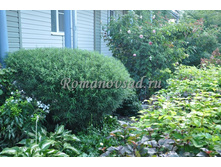 ��� ���������������� (Salix rosmarinifolia) 3,20 ����.jpg