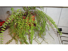 �������� .... ������ ��� - ���� ....