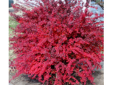 �������� �������� (Berberis Thunbergii) 3,20 ����.jpg