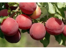 ����� �������� ���� (�������)-225�.jpg