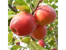 ������ ����� ��������� (�������)-180�.jpg