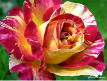 Camille Pissarro������� �������� 2,95 ����.jpg