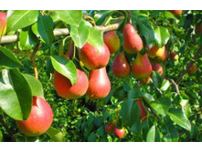 ����� �������� ������� (�������)-210�.jpg