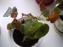 ������� ������ �����