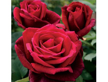 Mister Lincoln ������ �������� 2,95 ����.jpeg